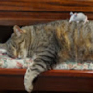 Meet your Posher, Dodo